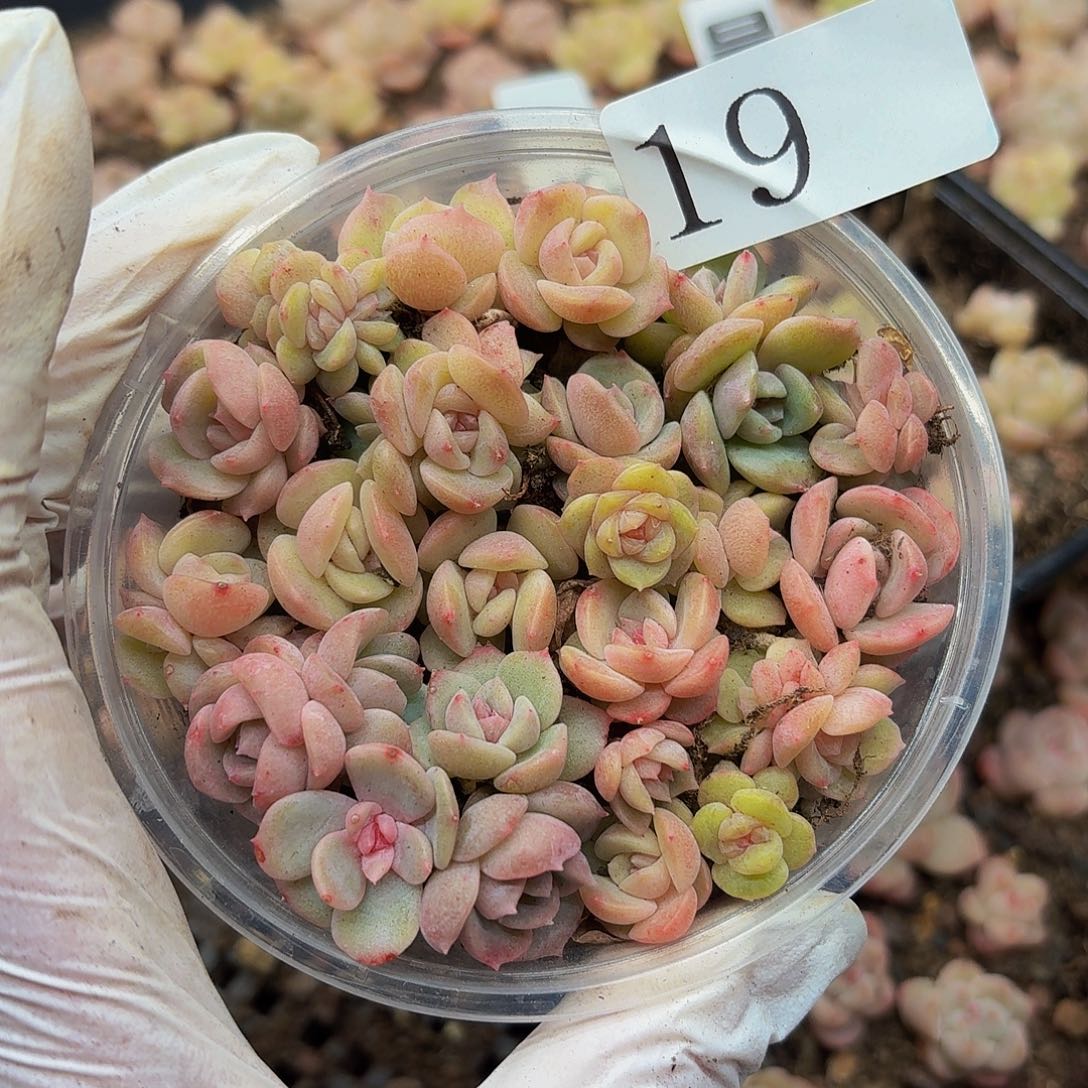 维*&多肉植物多肉植物19