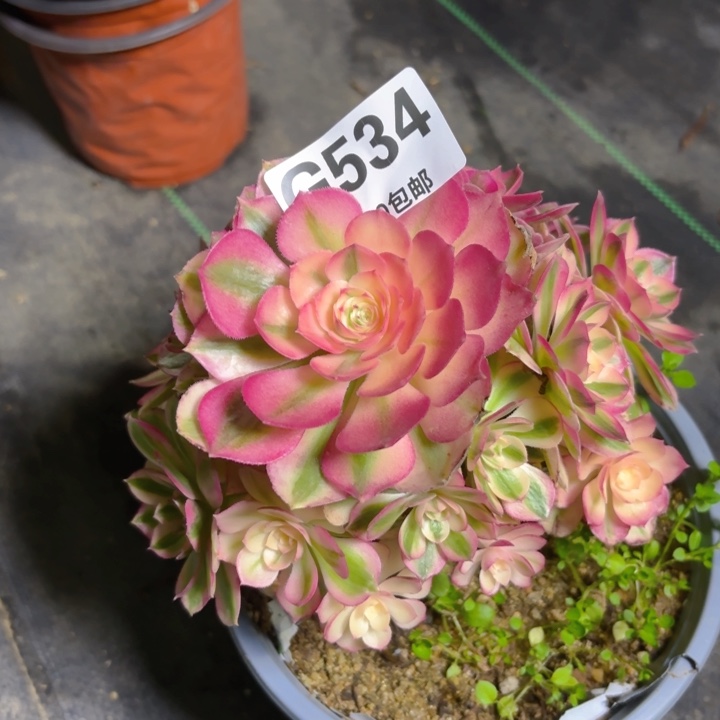 瑞妈多肉1.28.534