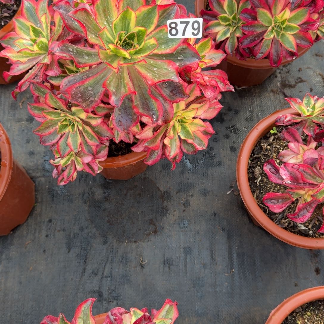 879多肉植物魅影多肉