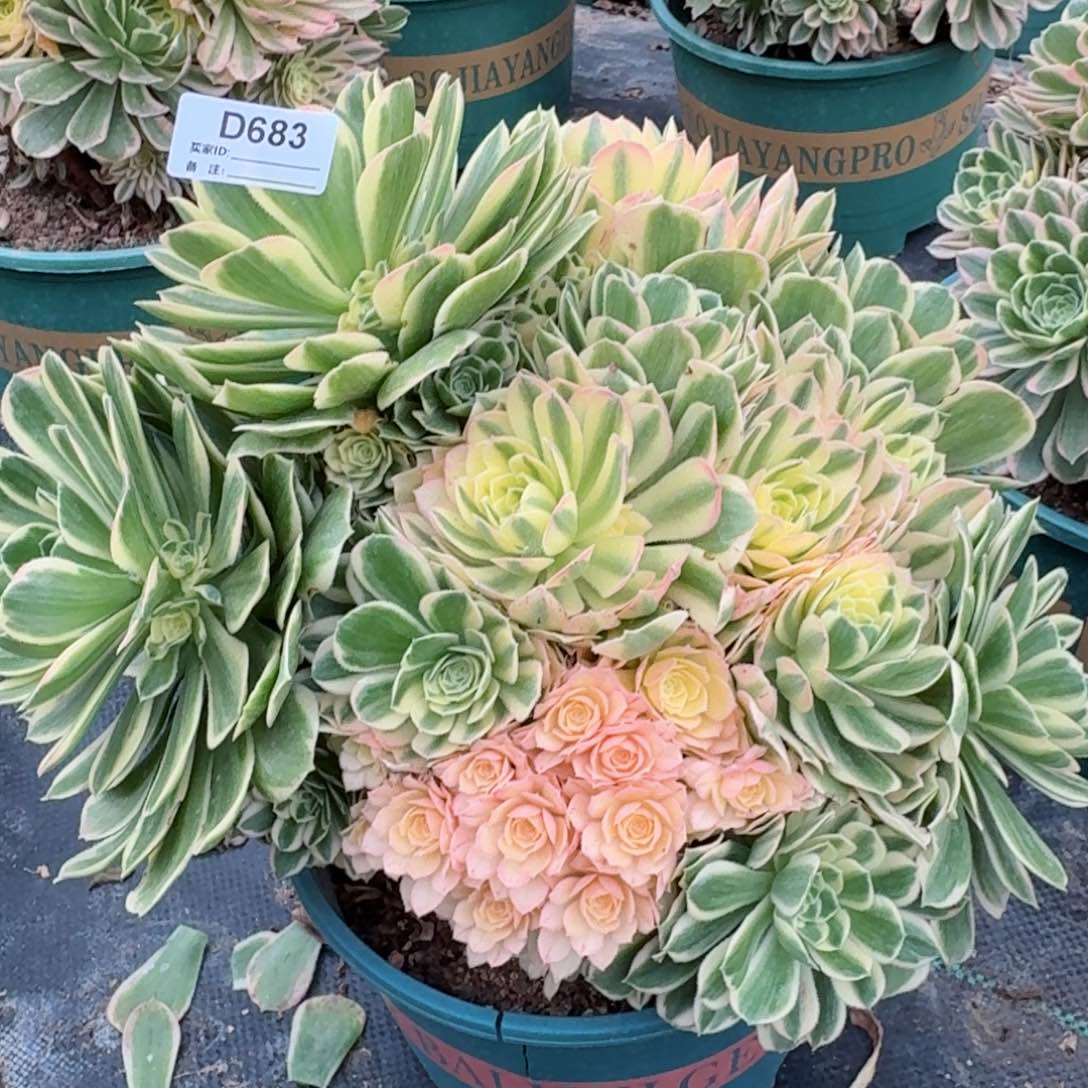 683芳华多肉植物