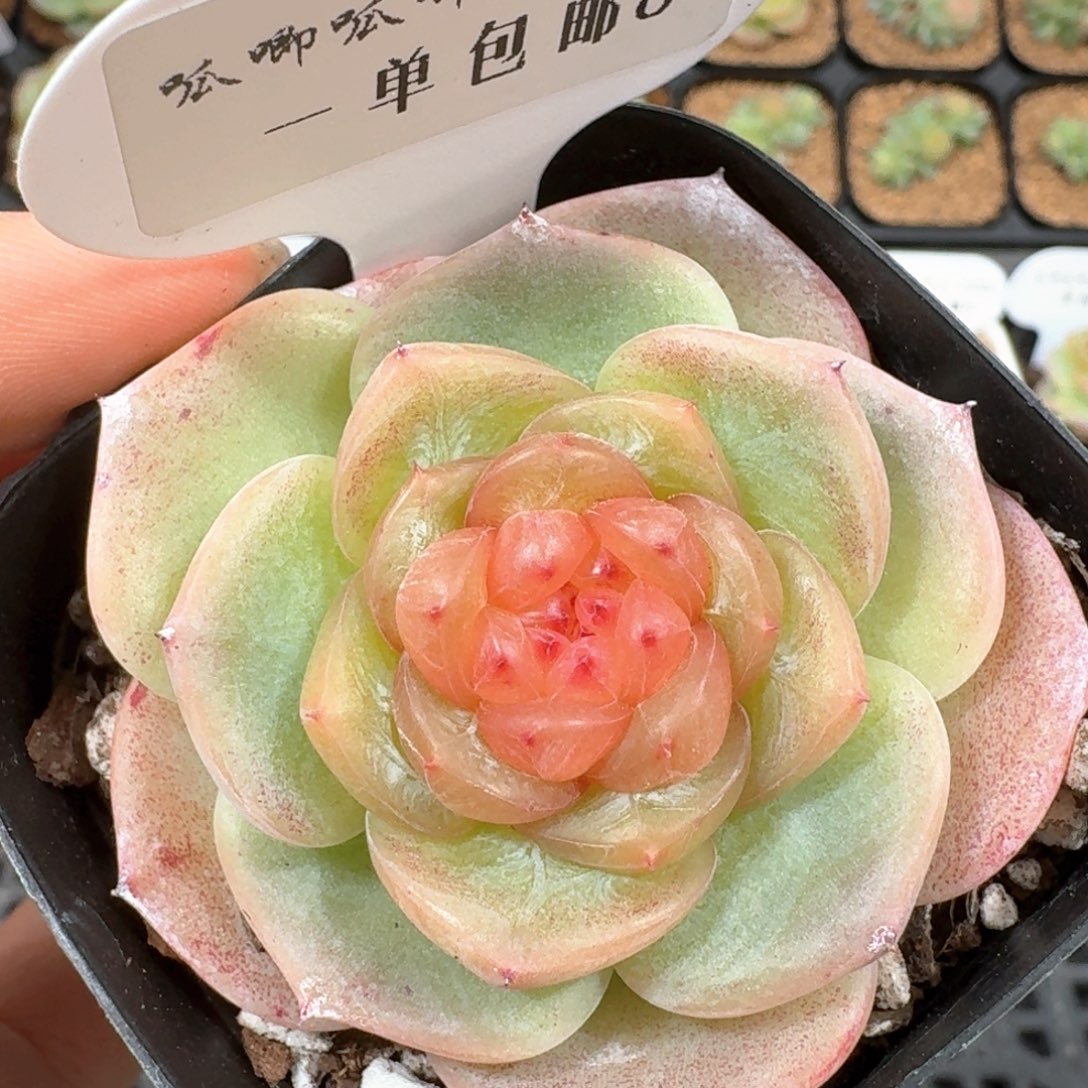 0320-08-晴兮二单头