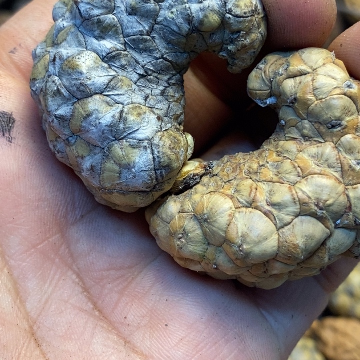 吊坠桃核娜姐真的89