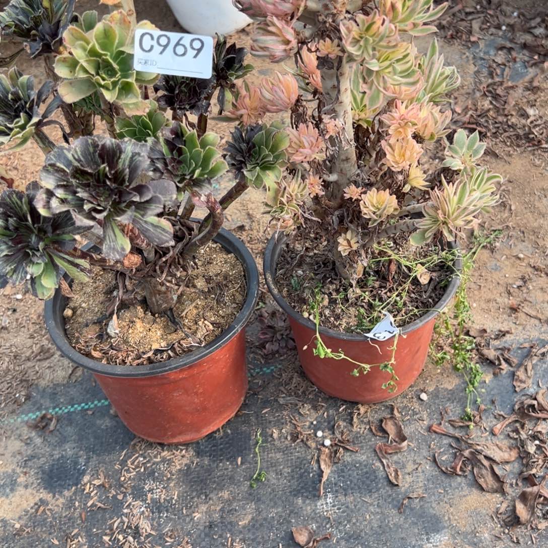 雨***。969两颗组合多肉植物法师