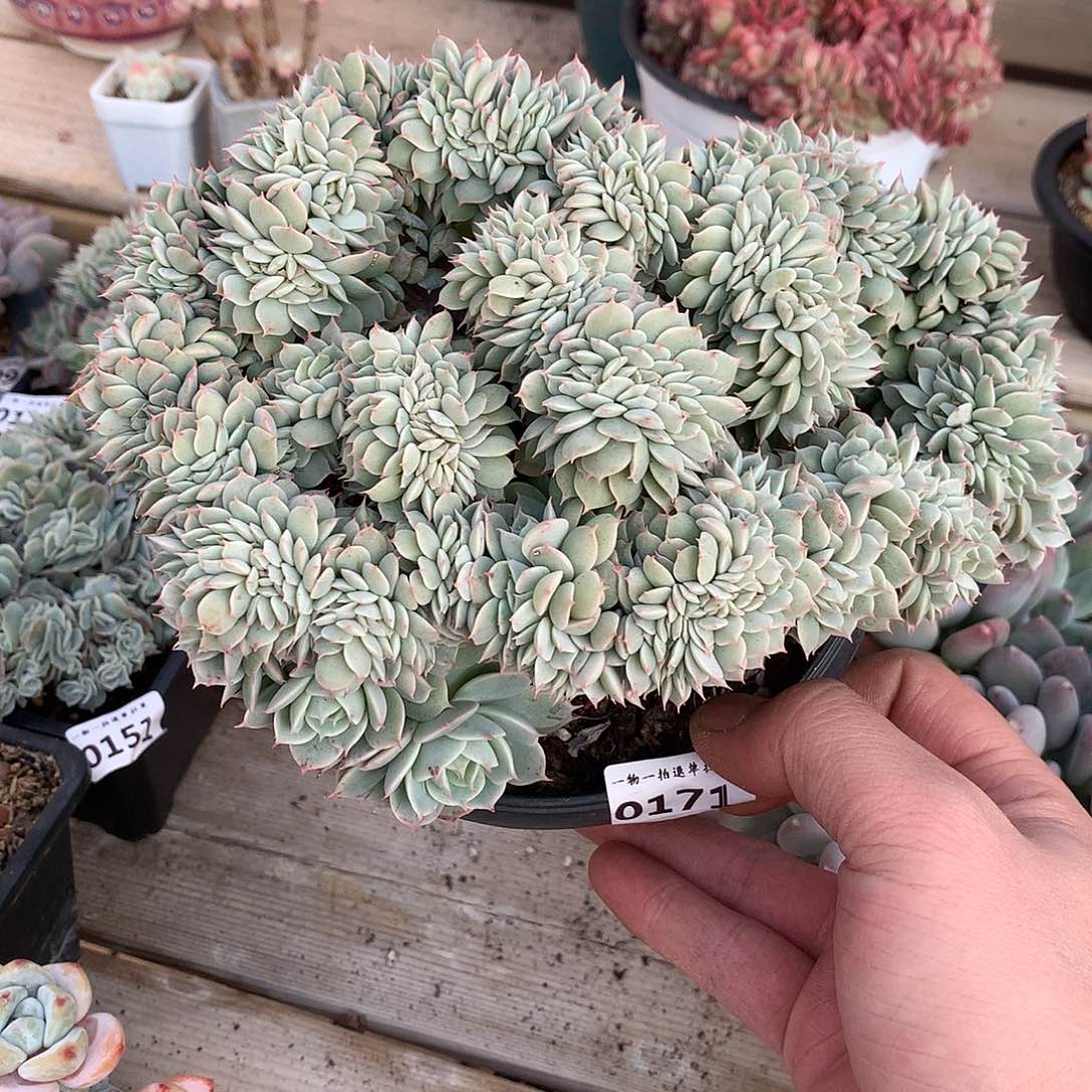 171雪域蓝巴黎缀一颗19厘米