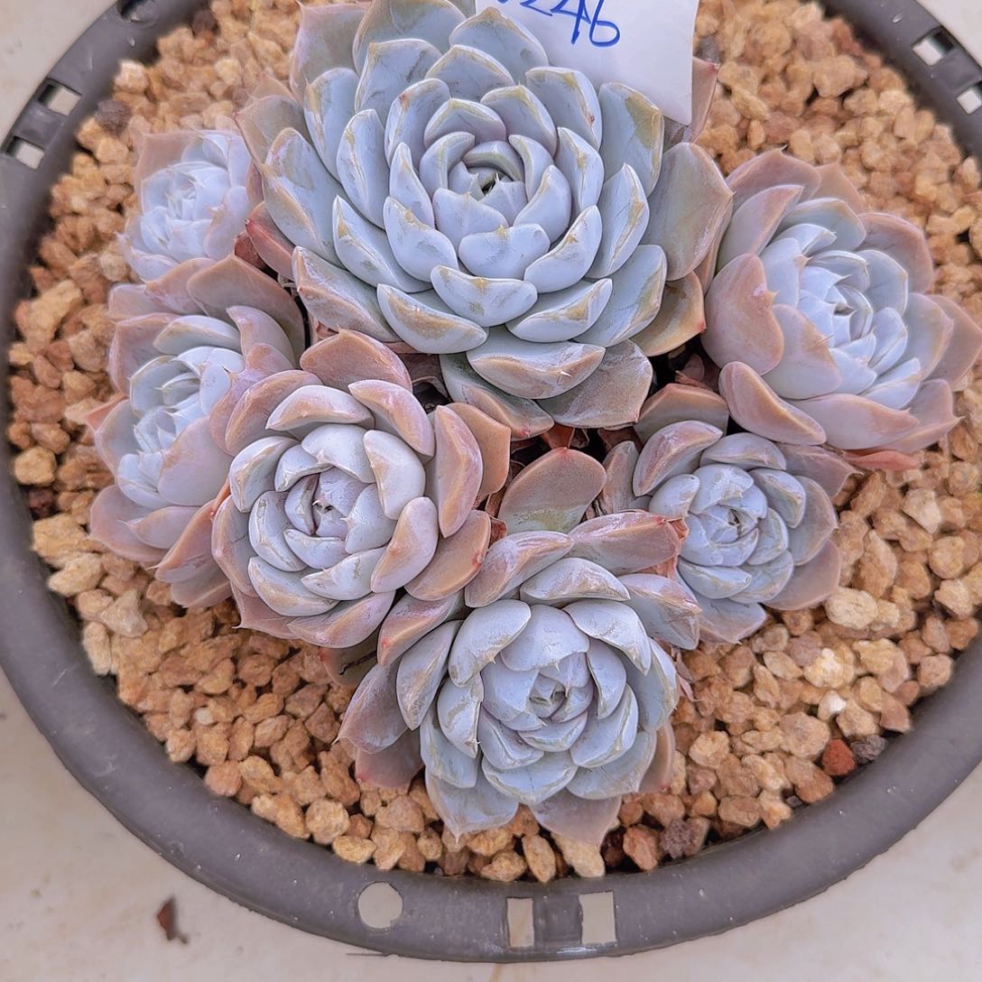 赵***授0246雪兔多肉植物