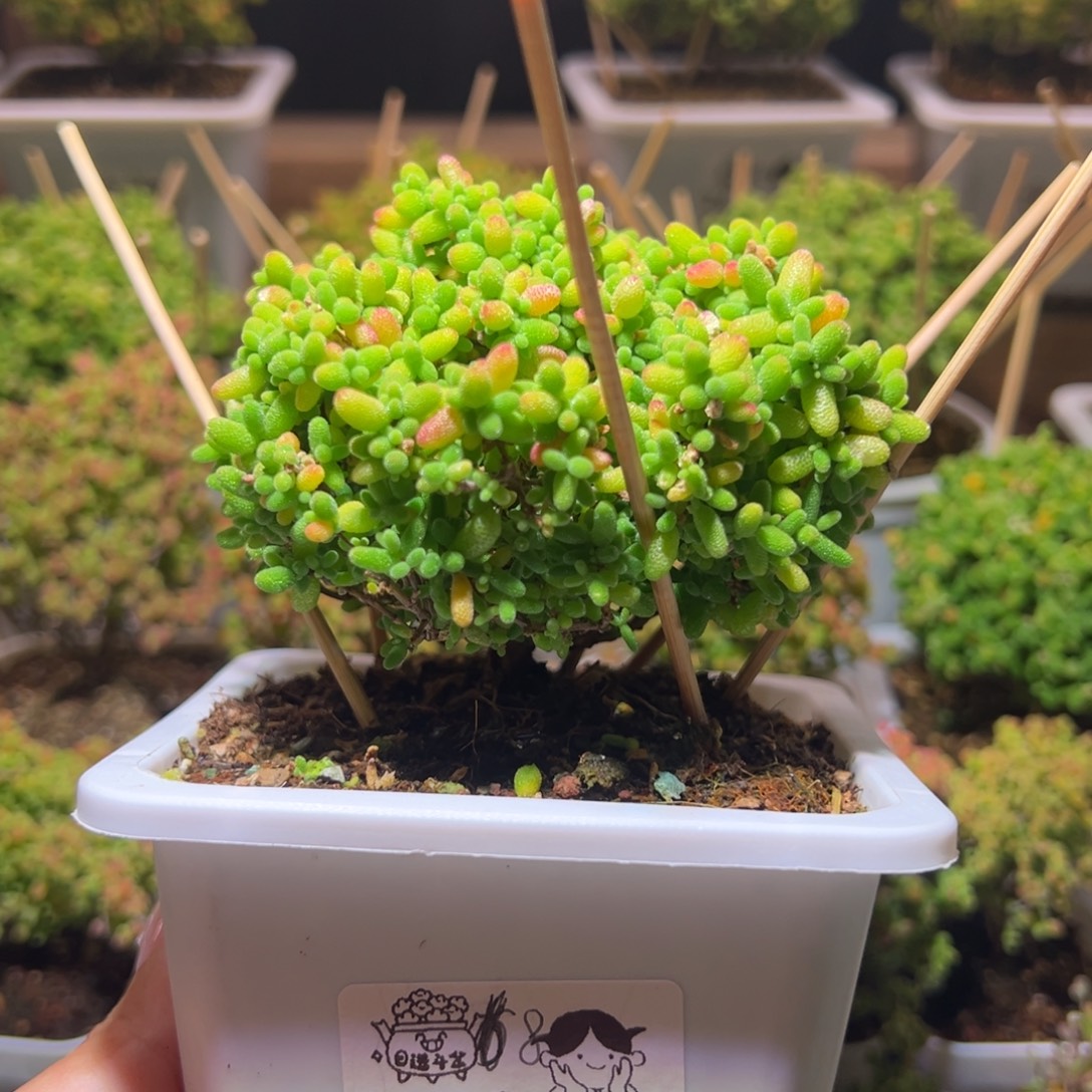 473蜜橘一物一拍带盆土发货