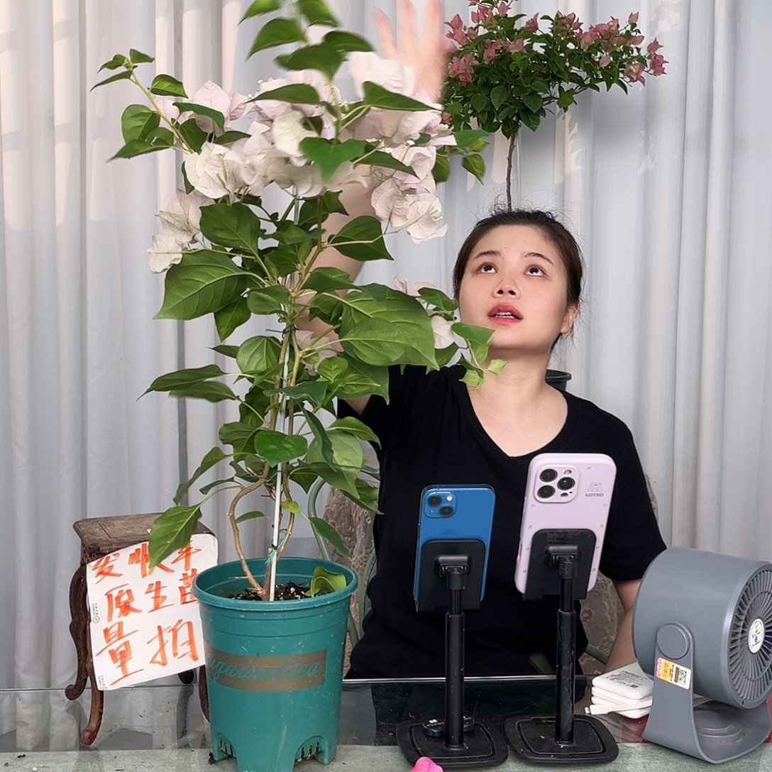 暗班丽人带竹一颗