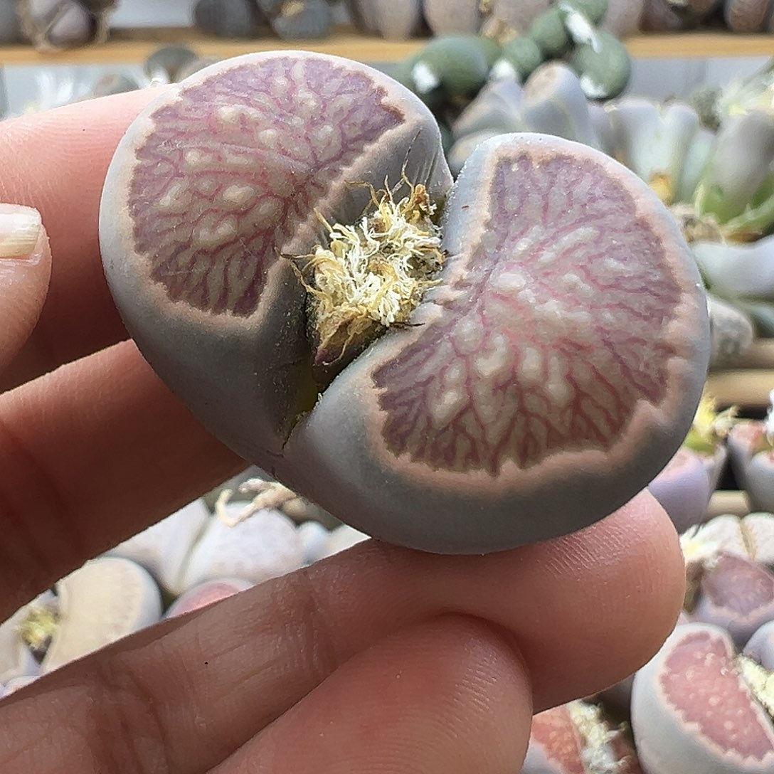 2305大美菊清货价格不作参考