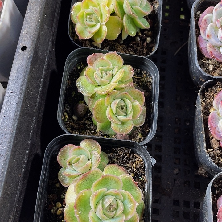 双头虾饺带盆土发货