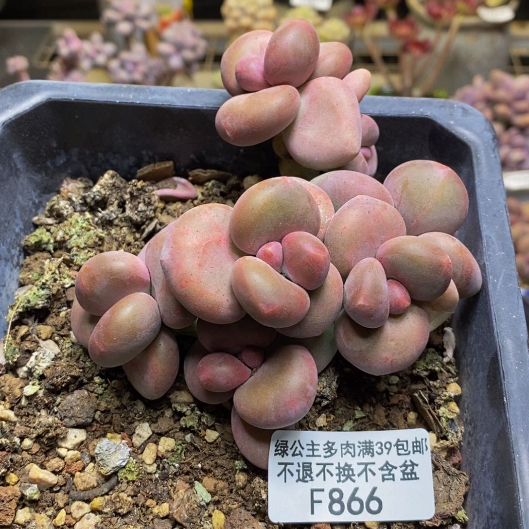 866芒果奶kk奶多肉8cm