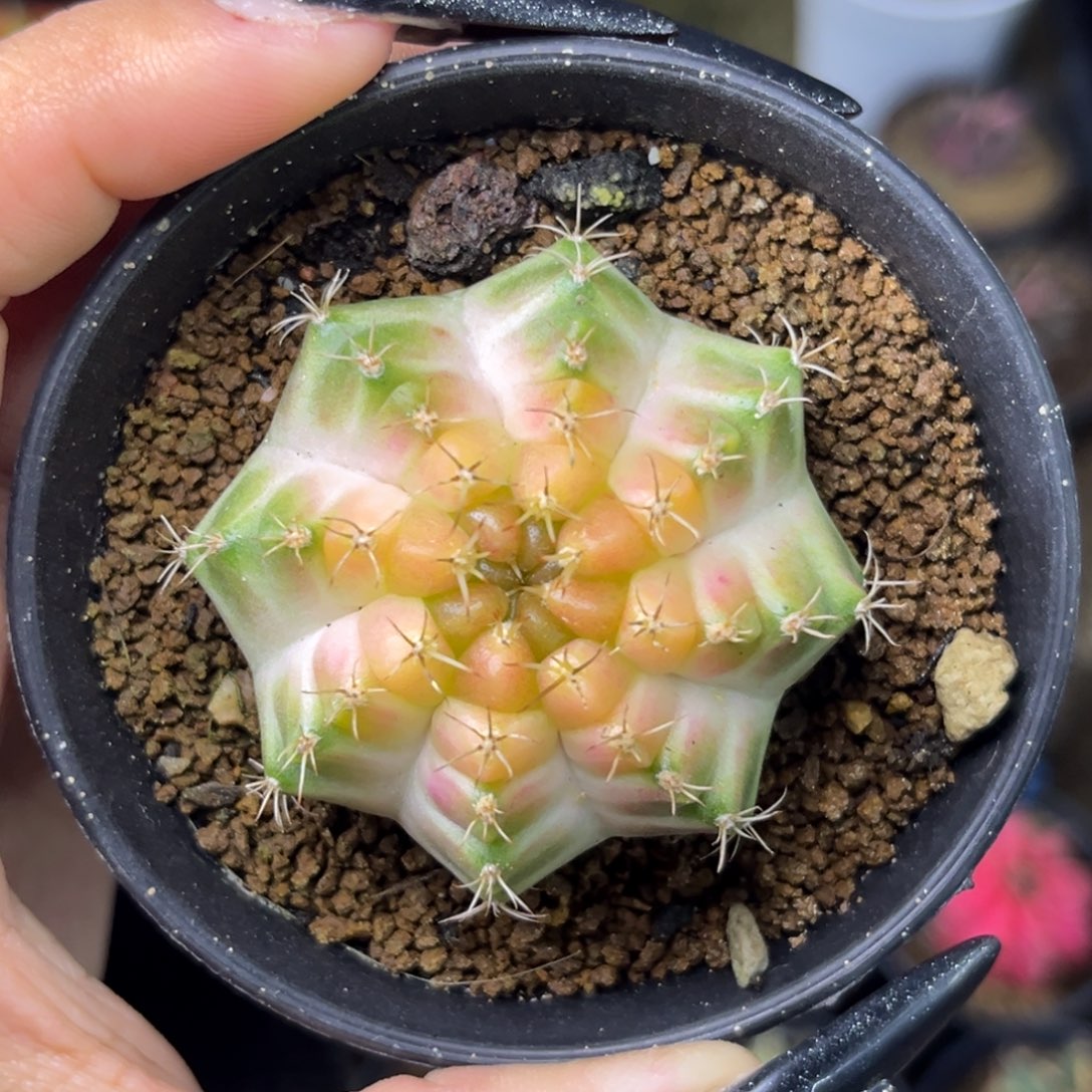 泰系白轮回 带盆土