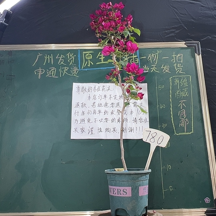 当前无花栽培后可以开花100CM 玫瑰红 棒棒糖 780