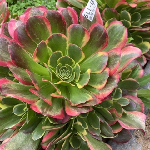 119特斯拉满25包邮多肉