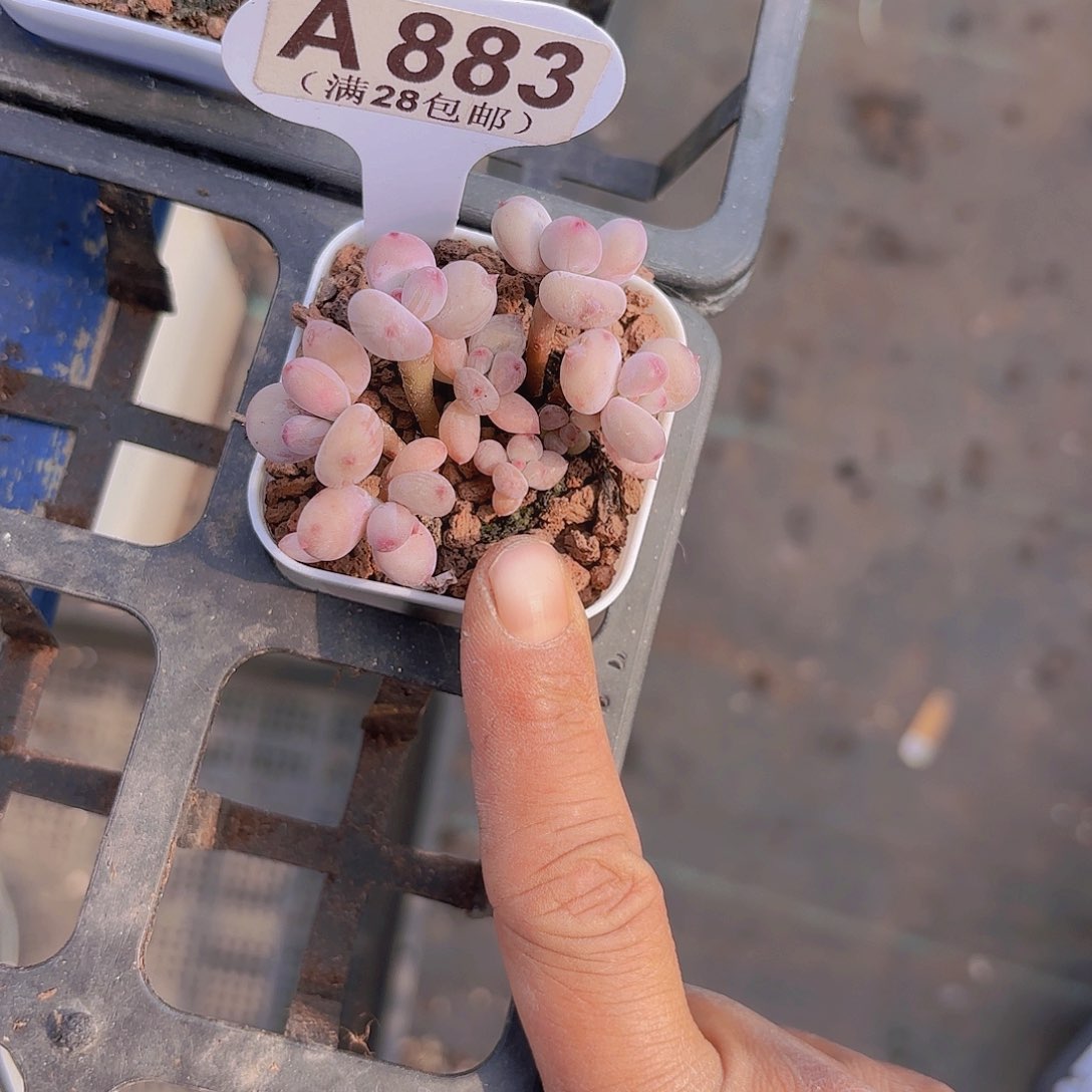 A883萤火虫奶酪yi wu yi pai