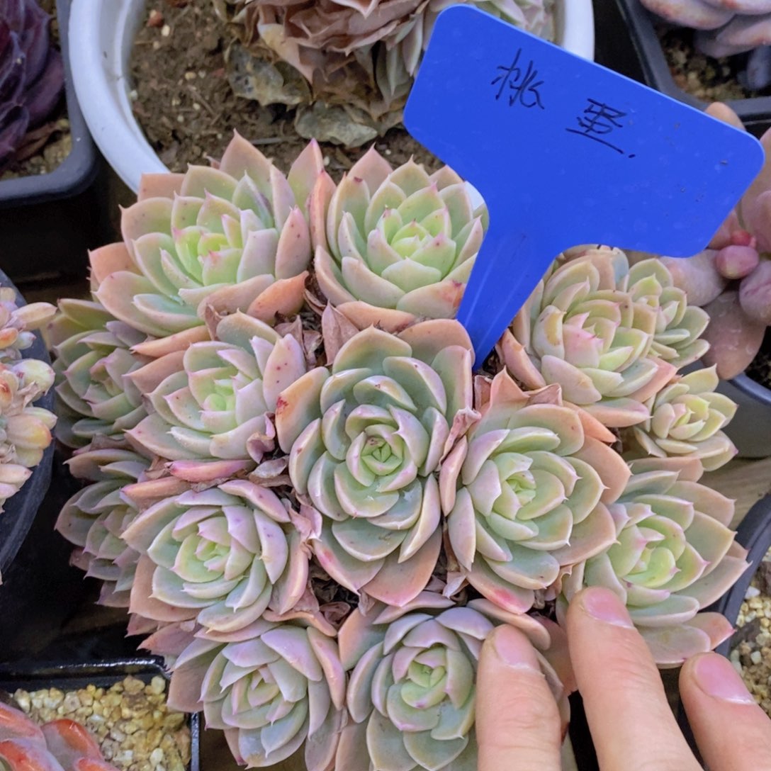 活动专场第一场，5送1