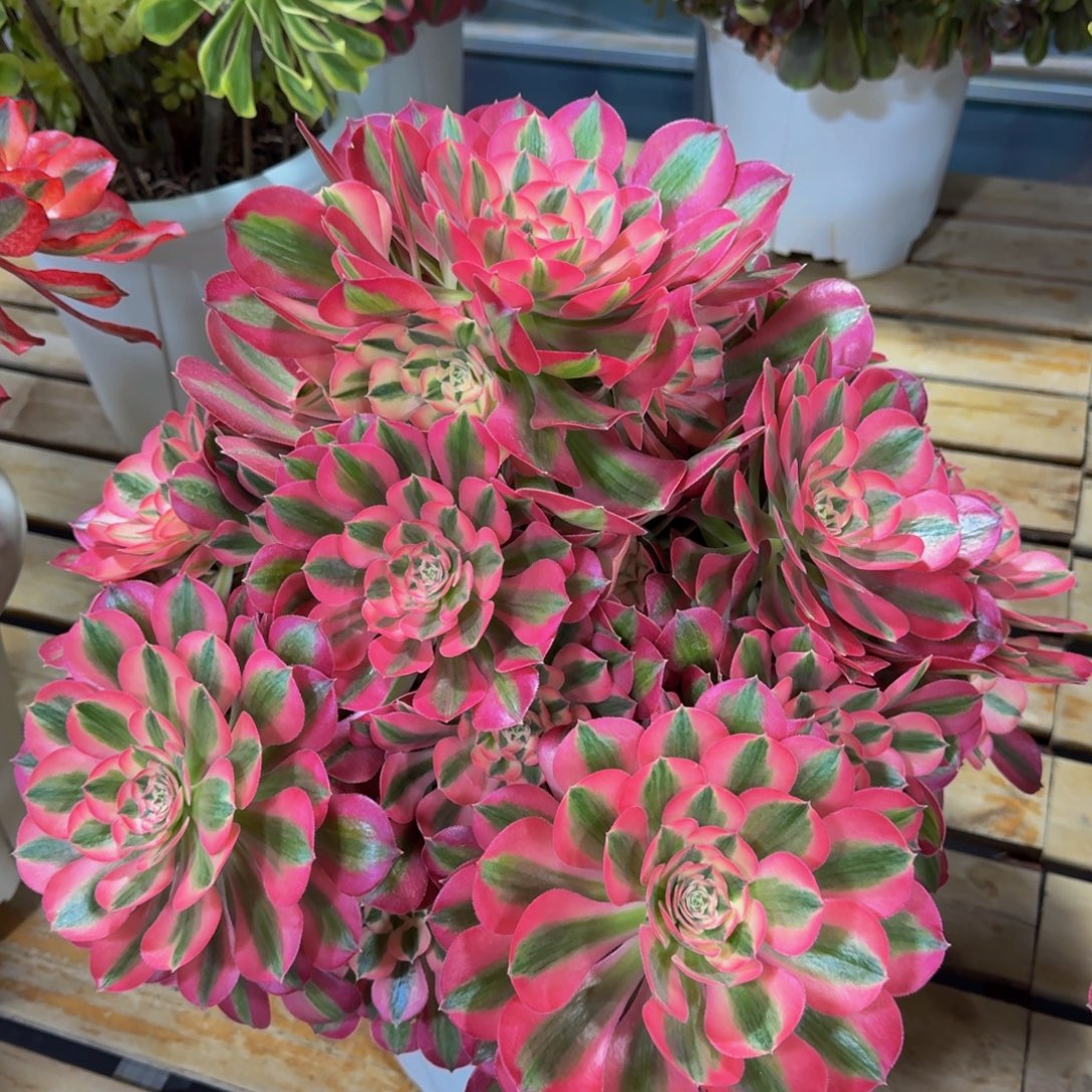 陈***）粉女巫发货物流费到付