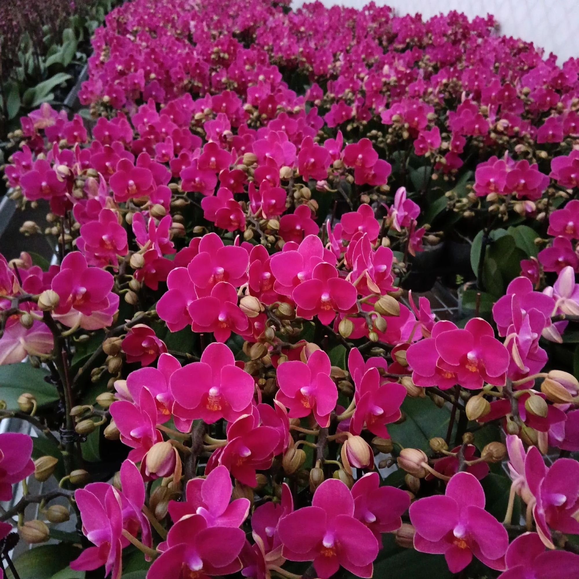 3-5花剑（满堂红）蝴蝶兰抽梗苗带花剑耐养易活花期6-7个月