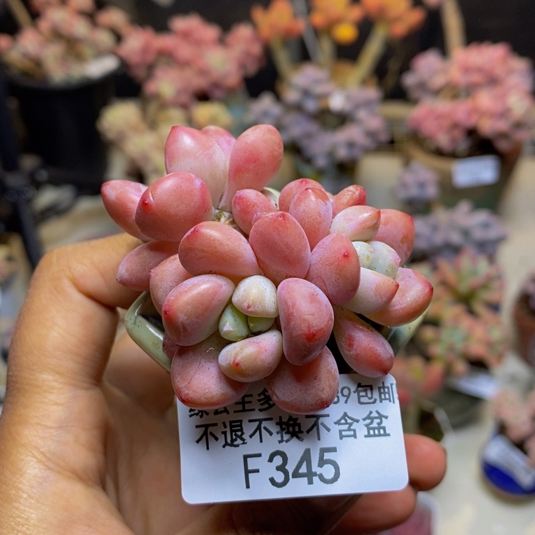345樱花洛神多肉4c m