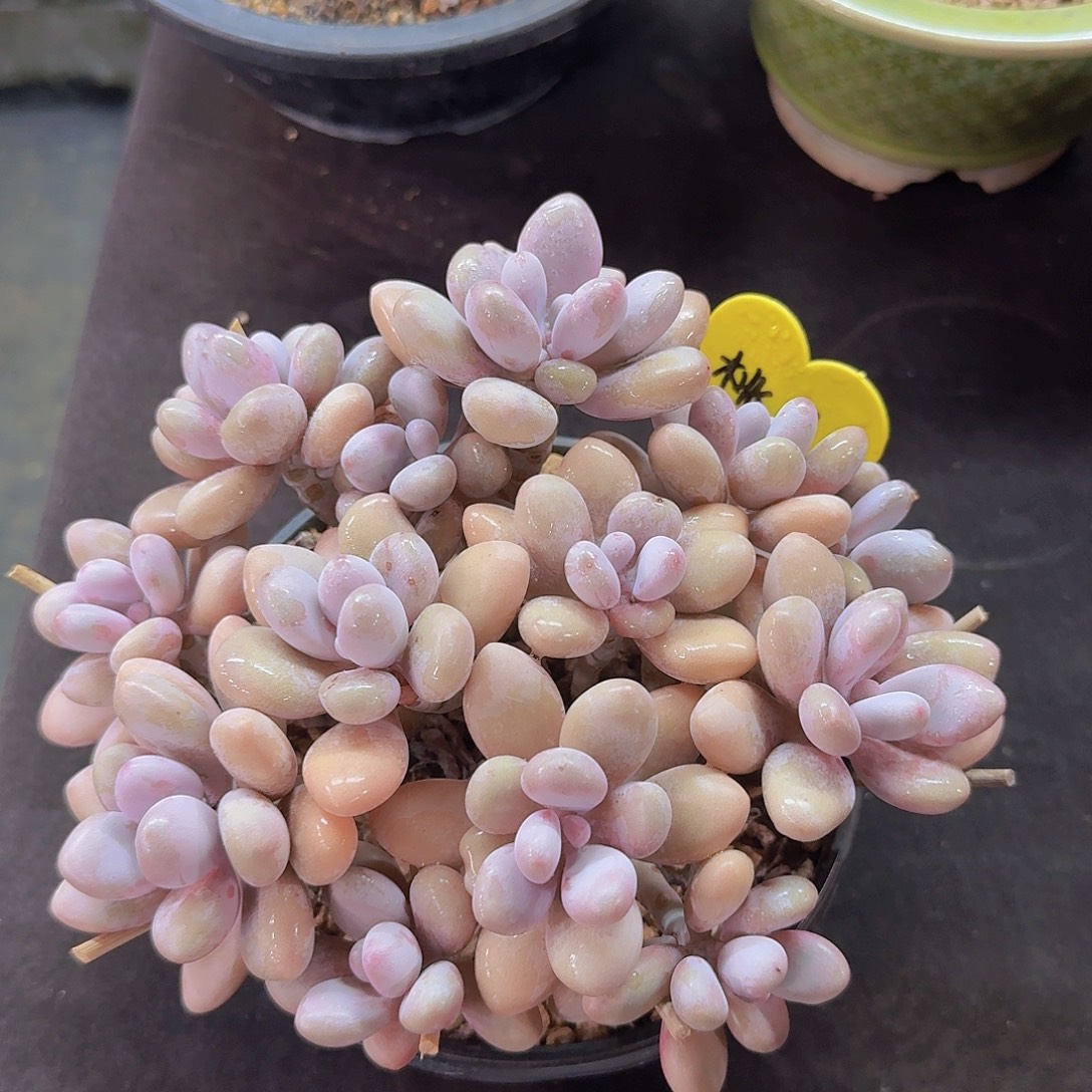 桃蛋多肉一物一拍