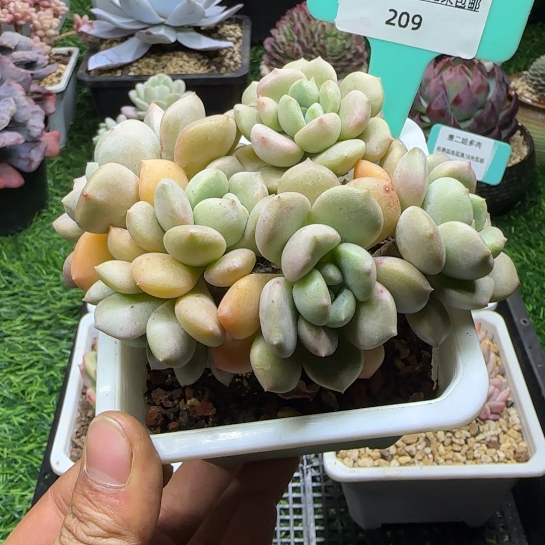 唐二姐多肉编号209