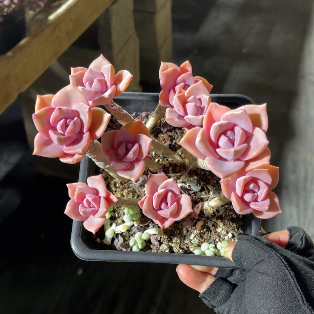 彩虹糖 一物一拍不支持退换