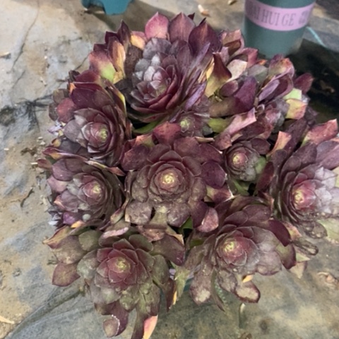 桃花石多肉植物021