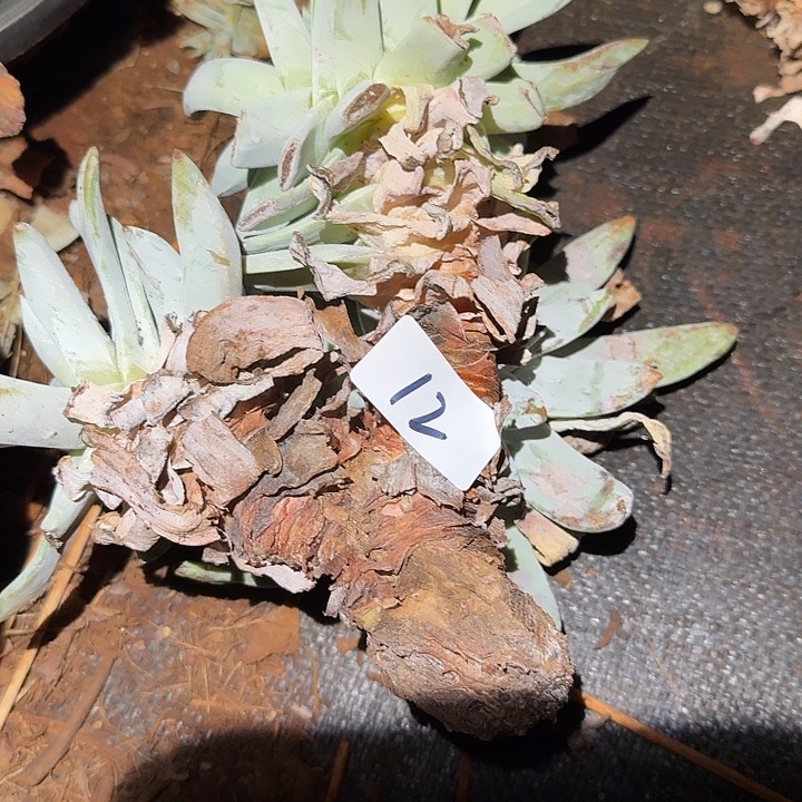 3代杂交仙女杯多肉福利处理12