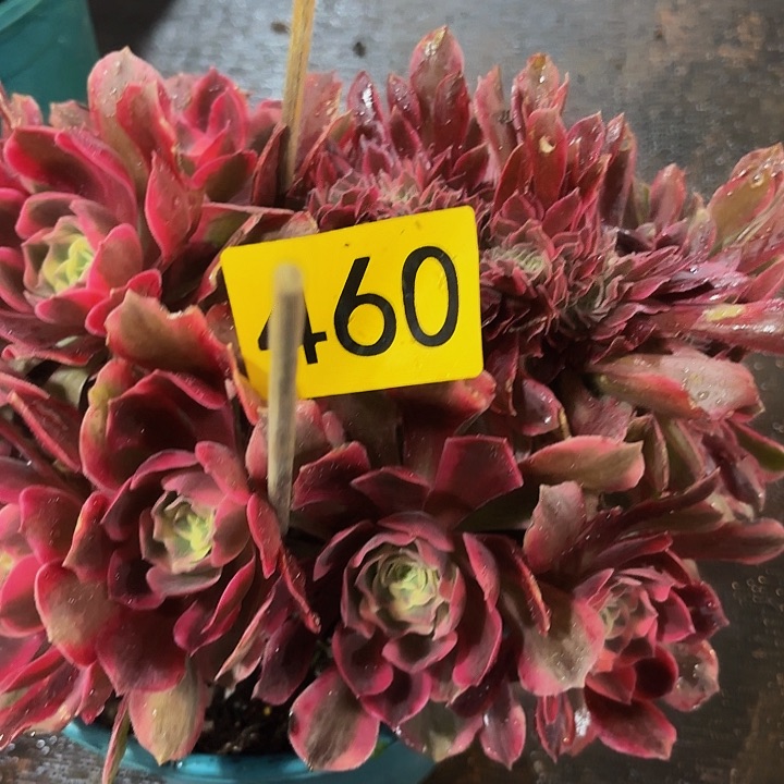 多肉植物福利460