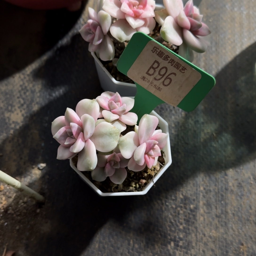 得****多肉植物紫乐井穷