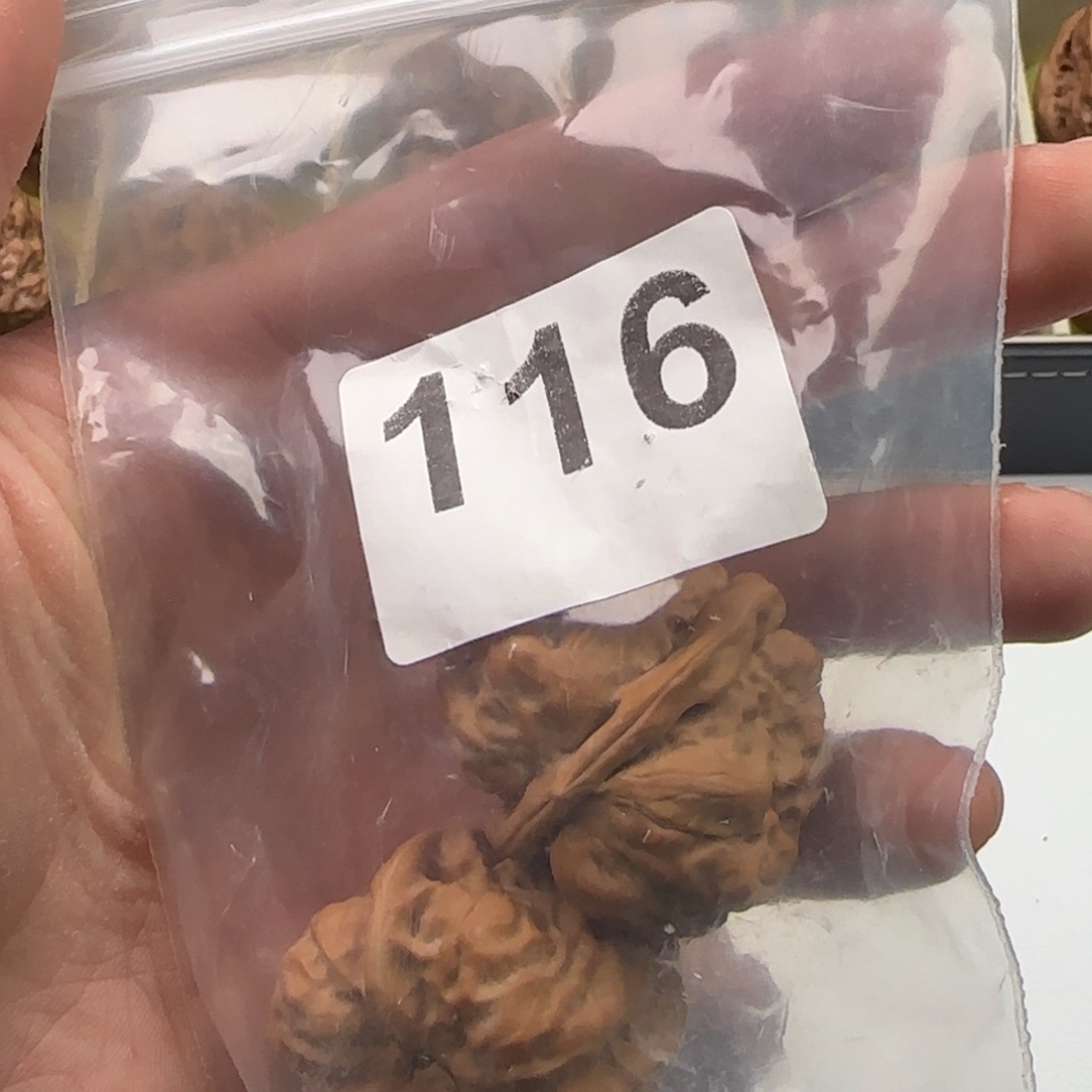 文玩核桃天花板35