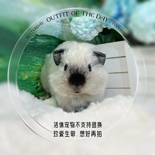 加州黑重点 弟弟 荷兰猪 豚鼠 包邮包风险