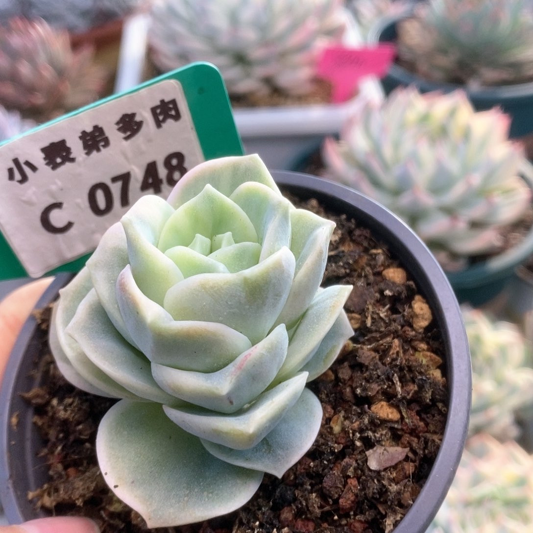 C748可爱玫瑰锦锦锦锦锦