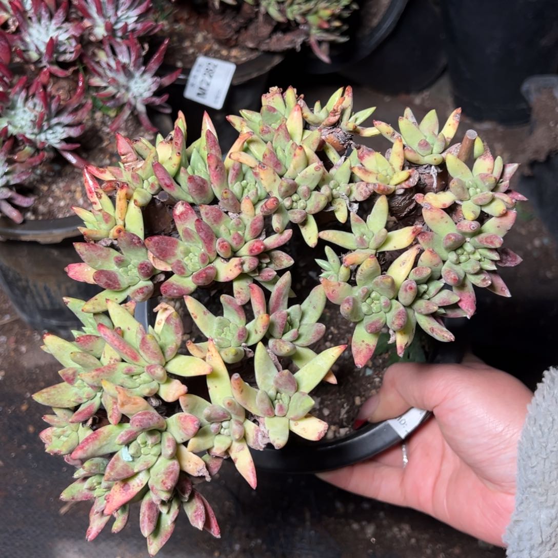 2678绿拇指杂交哈哈哈哈哈哈哈