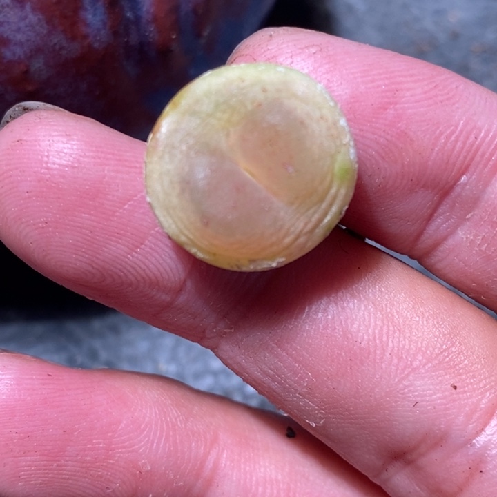 447一颗大拉登一颗