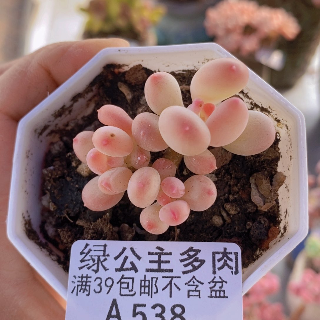 苹果奶5cm538多肉酱