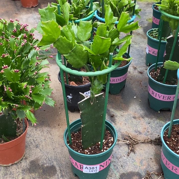 当前无花栽培后可以开花381嫁接082