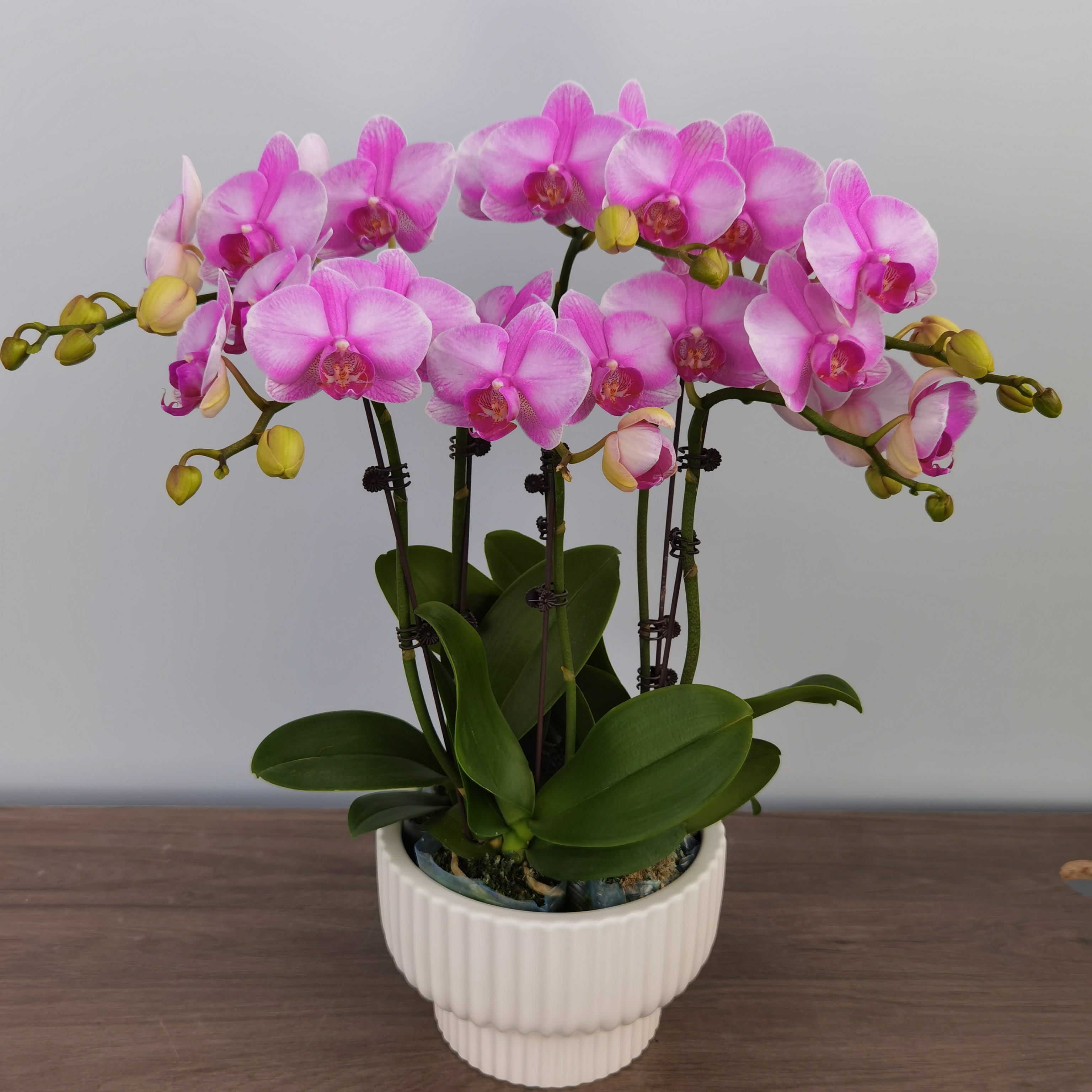 蝴蝶兰【月亮公主】粉色渐变中花型开花带花苞好养耐开室内观赏花卉