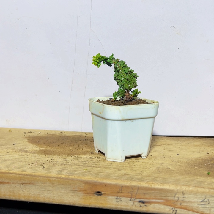 拓***刀无花朵                  初雪