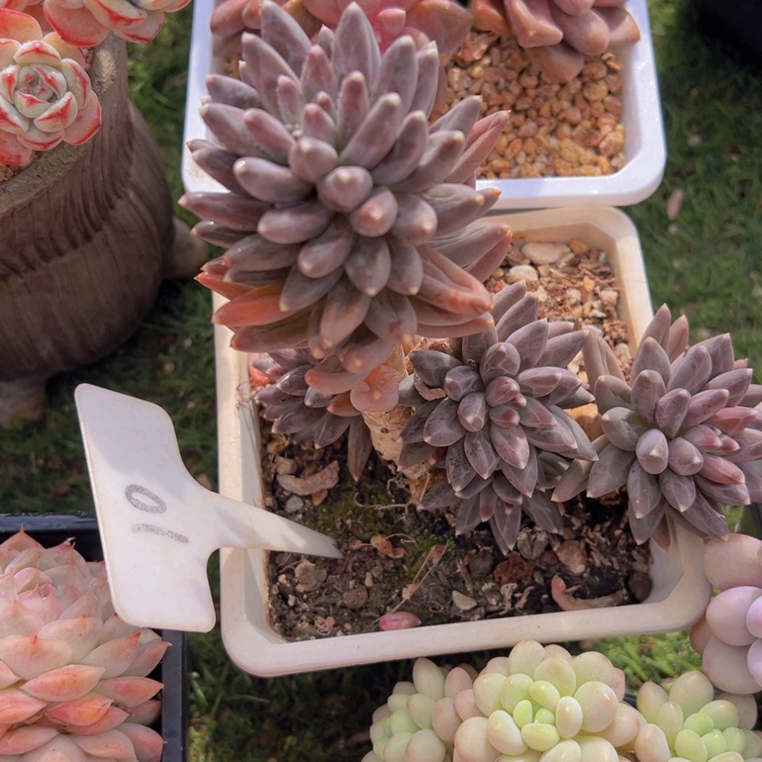 香玉的故事是一个人的故事