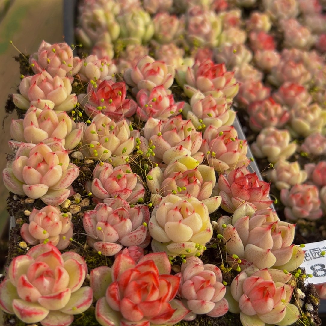 583多肉植物量拍一盒保底24颗