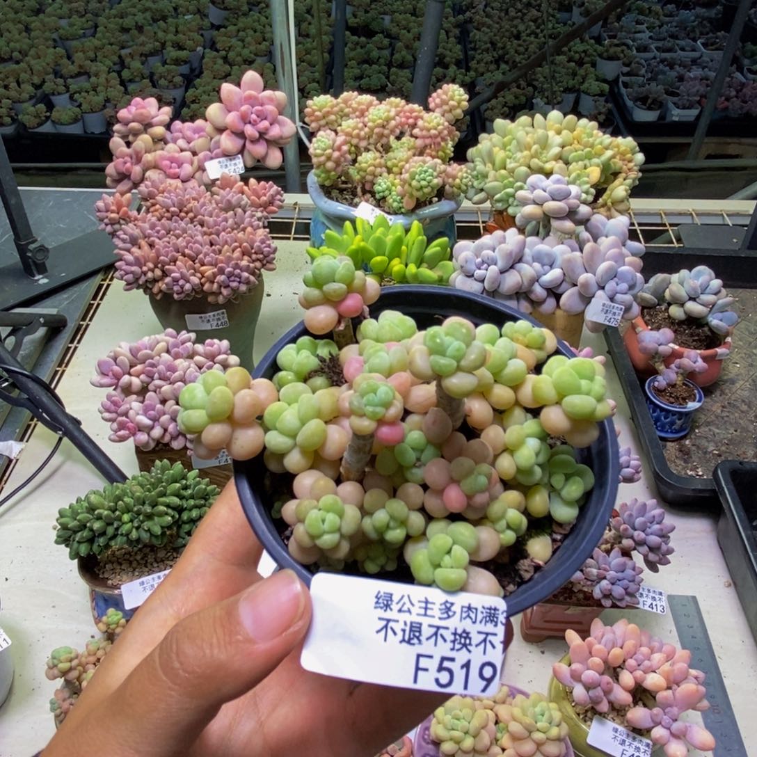 519花朵鱼子酱多肉7cm