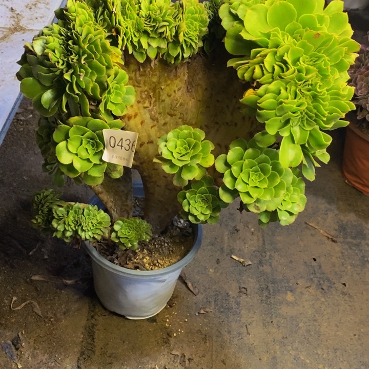 绿羊绒多肉断头不包0436