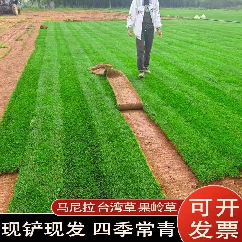 真草坪带泥土别墅花园绿化果岭草台湾草马尼拉草四季青草皮免打理