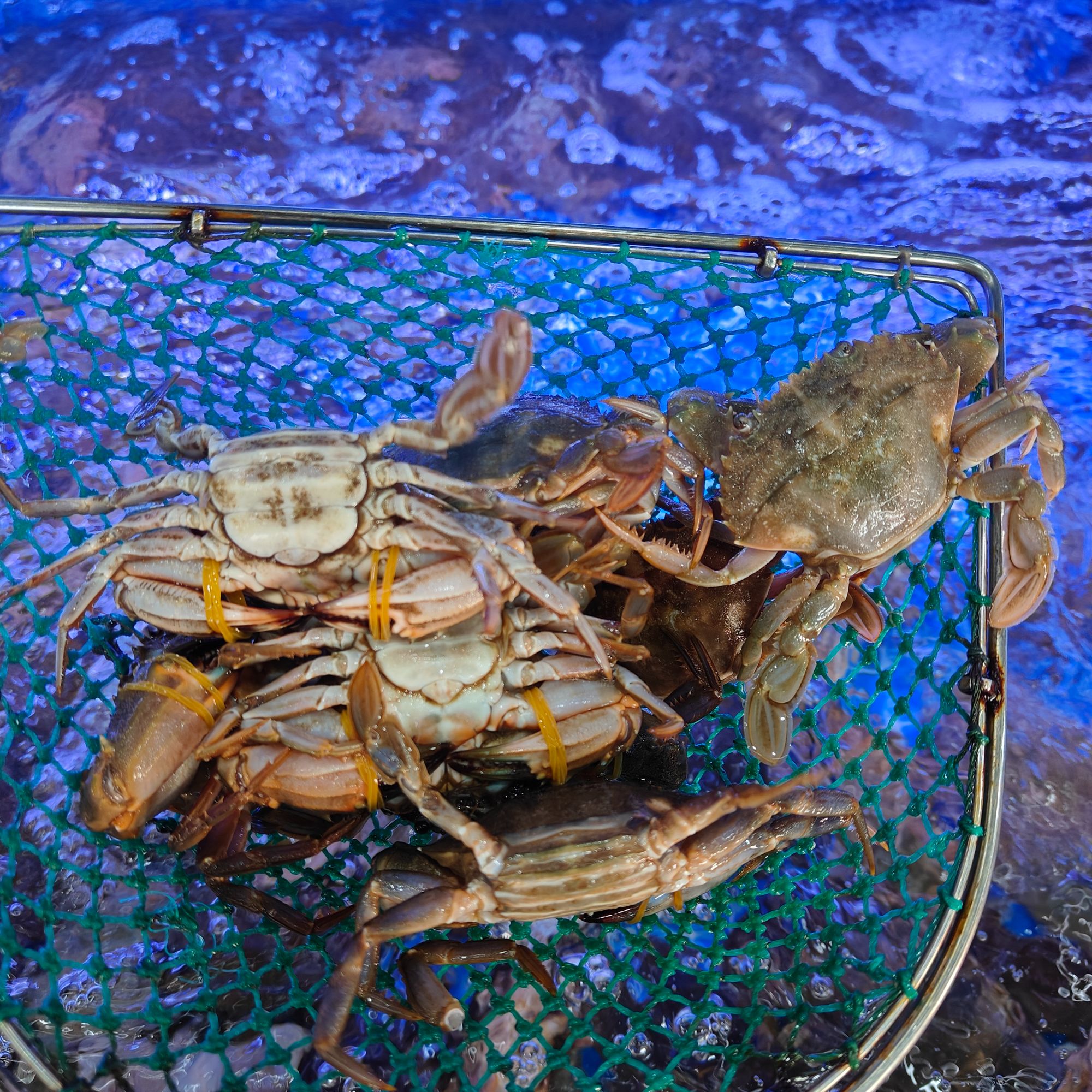 【海码头海鲜】今天鲜货海虹蟹中只全母1斤【保鲜不保活】1两只