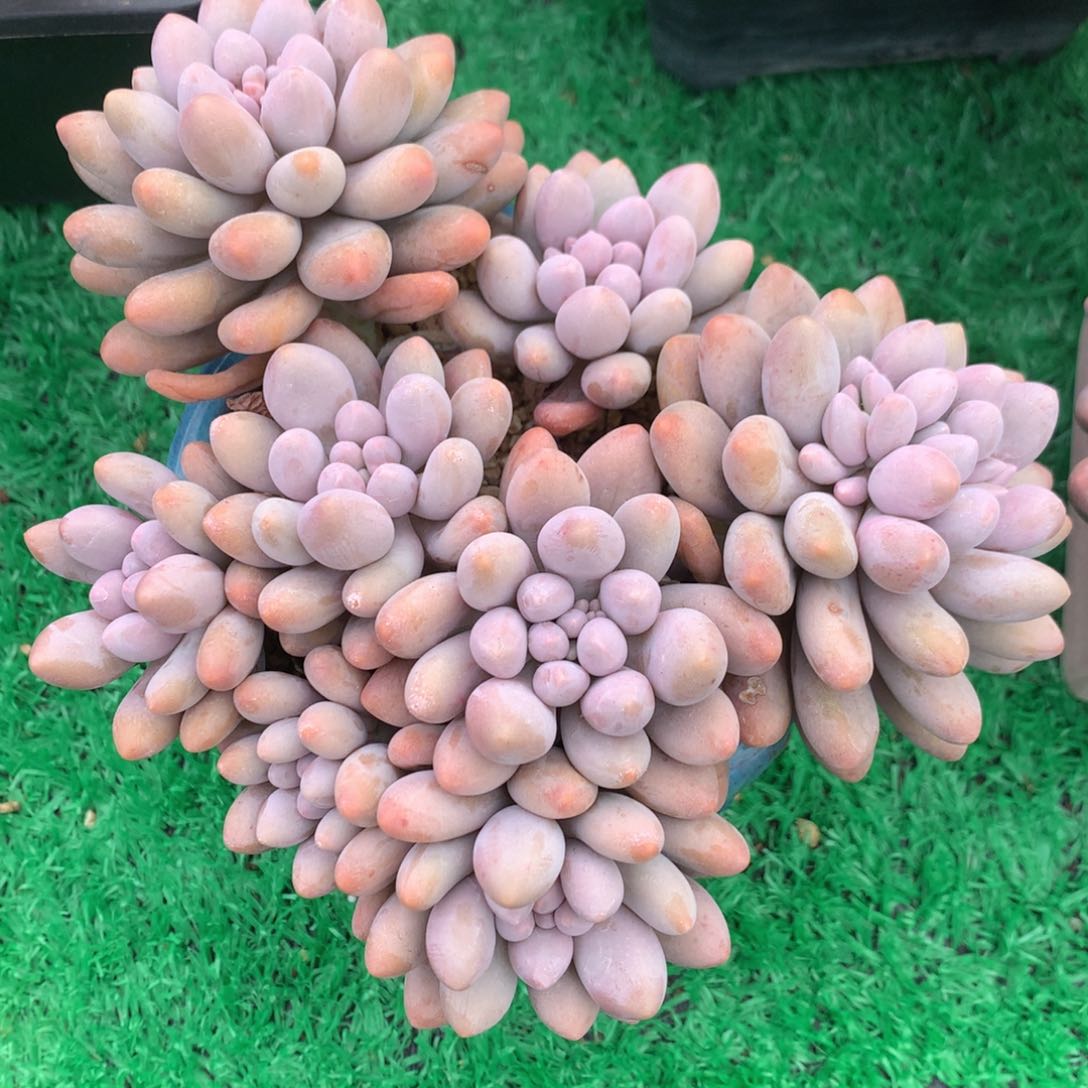 粉色恋人老桩一物一拍