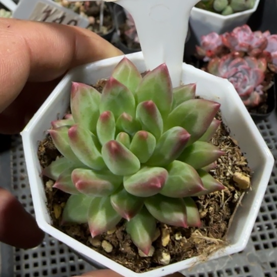 135 一物一拍多肉