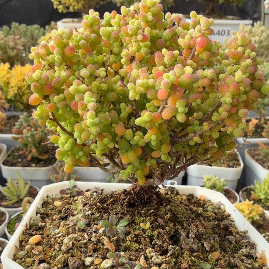 A499精控金桔糖球枝干