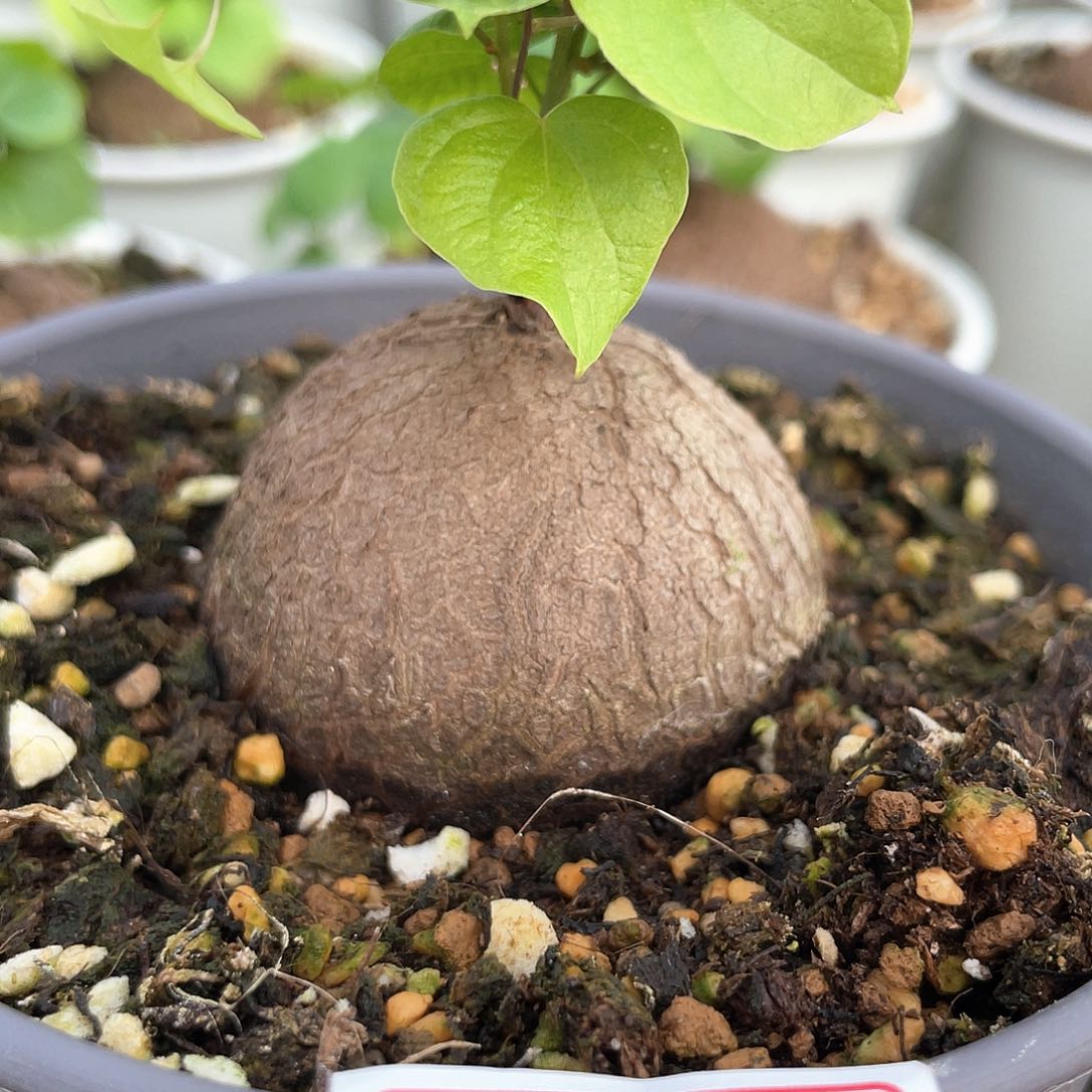 龟甲龙一物一拍575号5cm