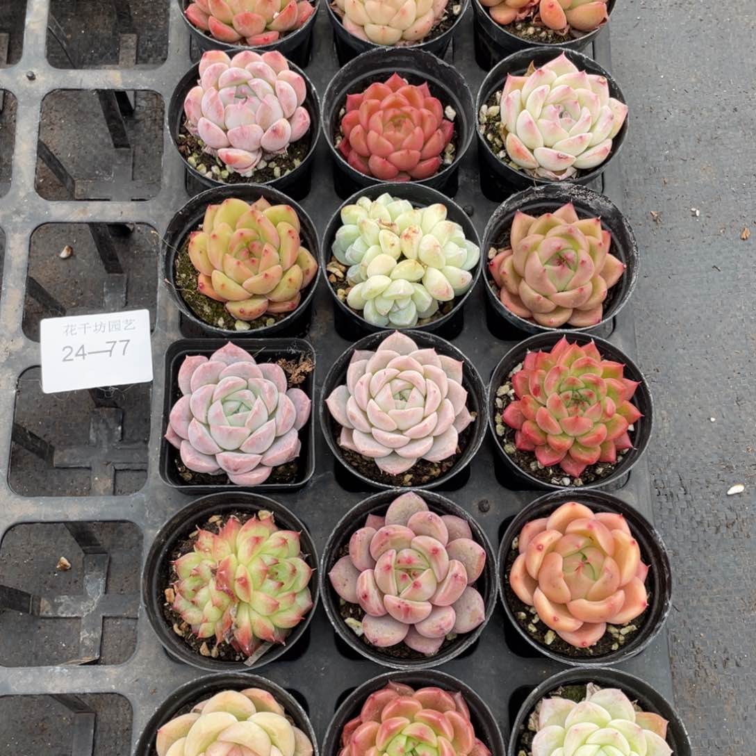 一物一拍18颗24-77