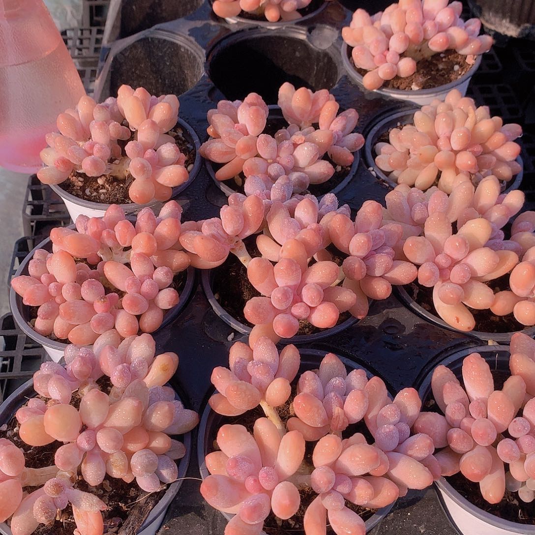 汤圆群88888888888888888